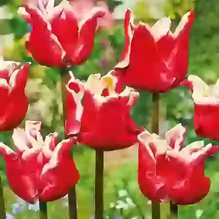 Elegant Crown